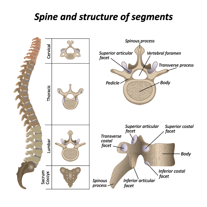 Spine Structure and Segments (Including Facets)