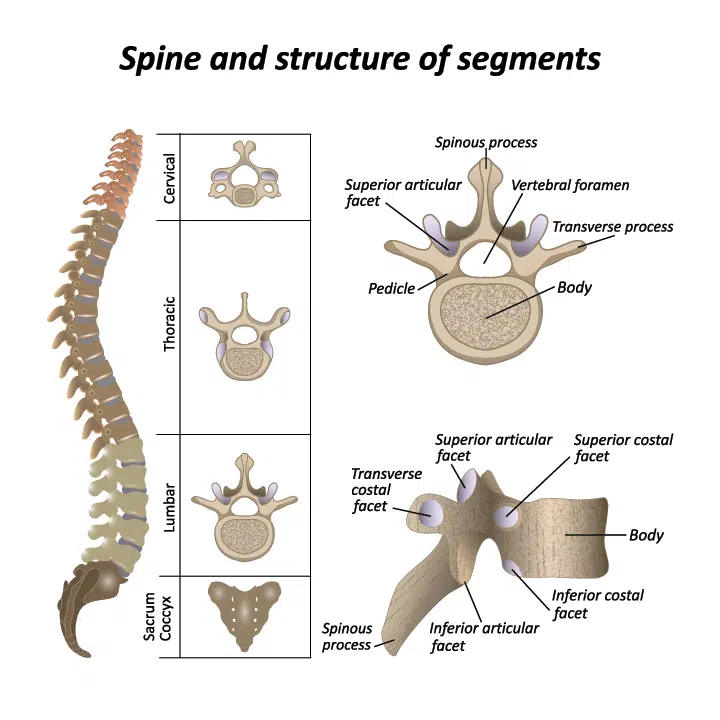 Spine Structure and Segments (Including Facets)