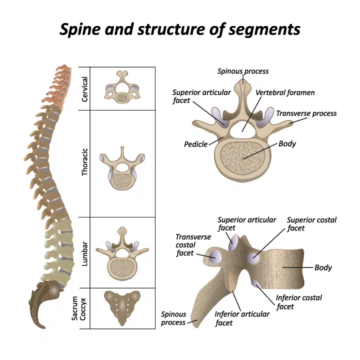 Spine Structure