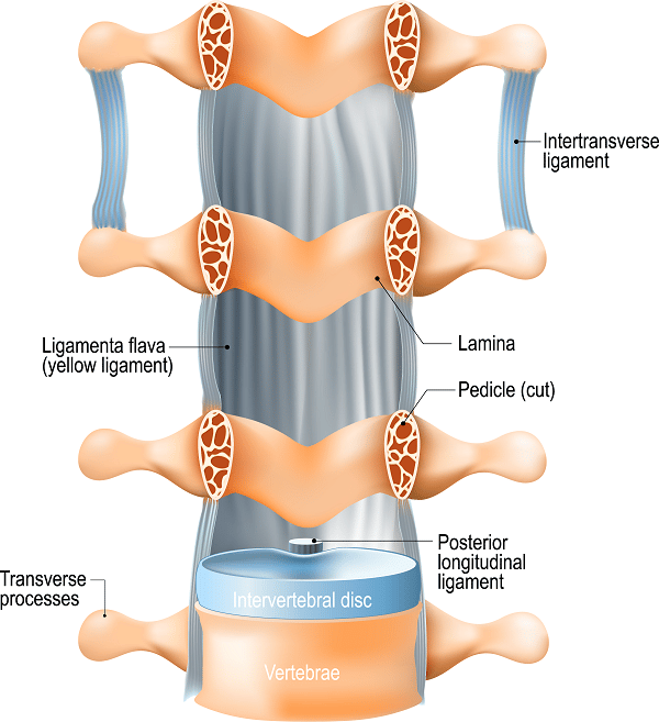 Ligaments of the Lumbar Spine