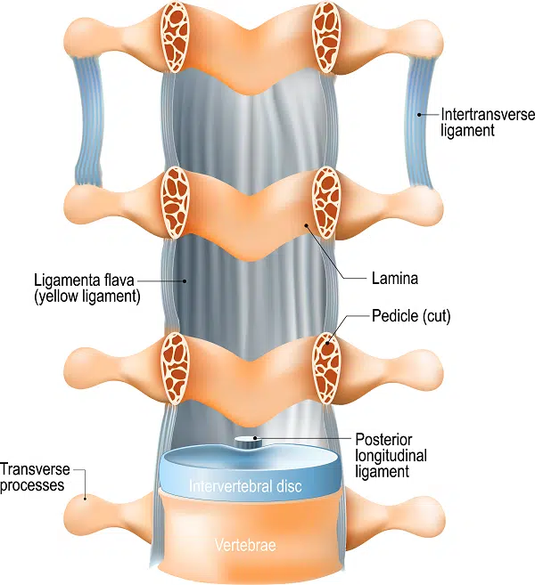 Ligaments of the Lumbar Spine