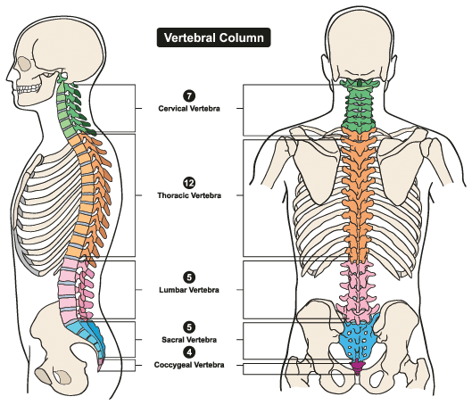 Spine Anatomy: Overview of the Vertebral Column