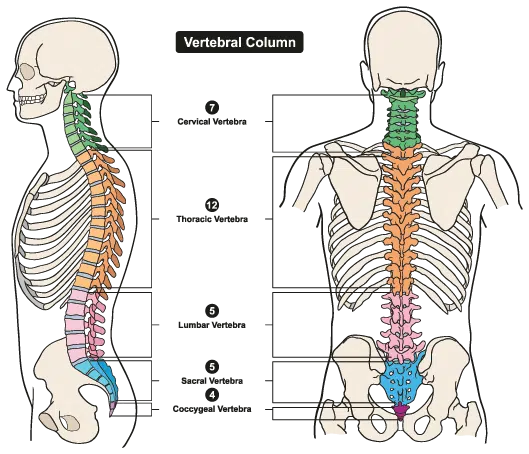 Spine Anatomy