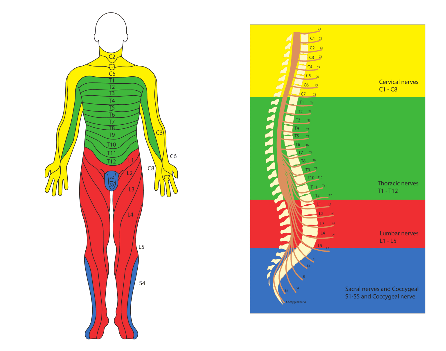 The Spinal Cord & Spinal Nerves - Spine Info
