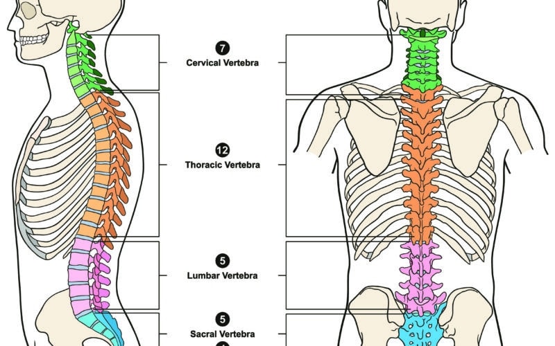 Vertebral Column