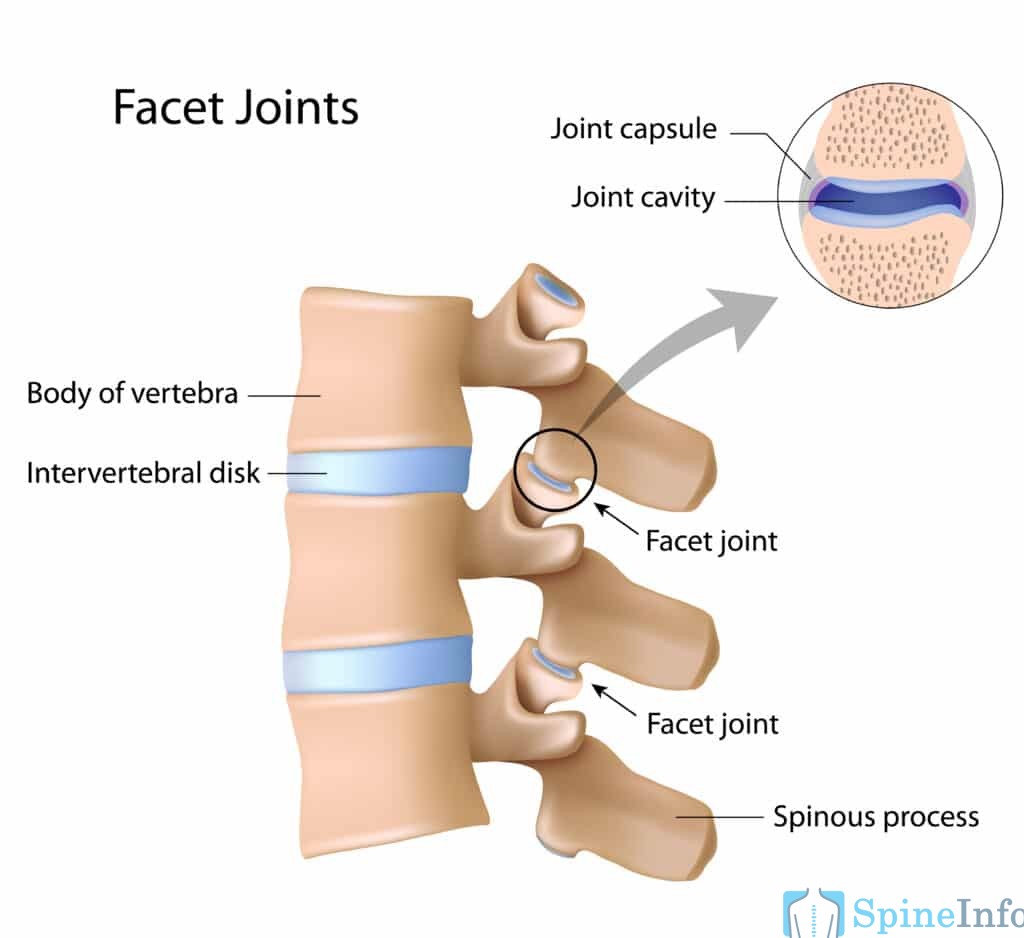 Facet joint anatomy