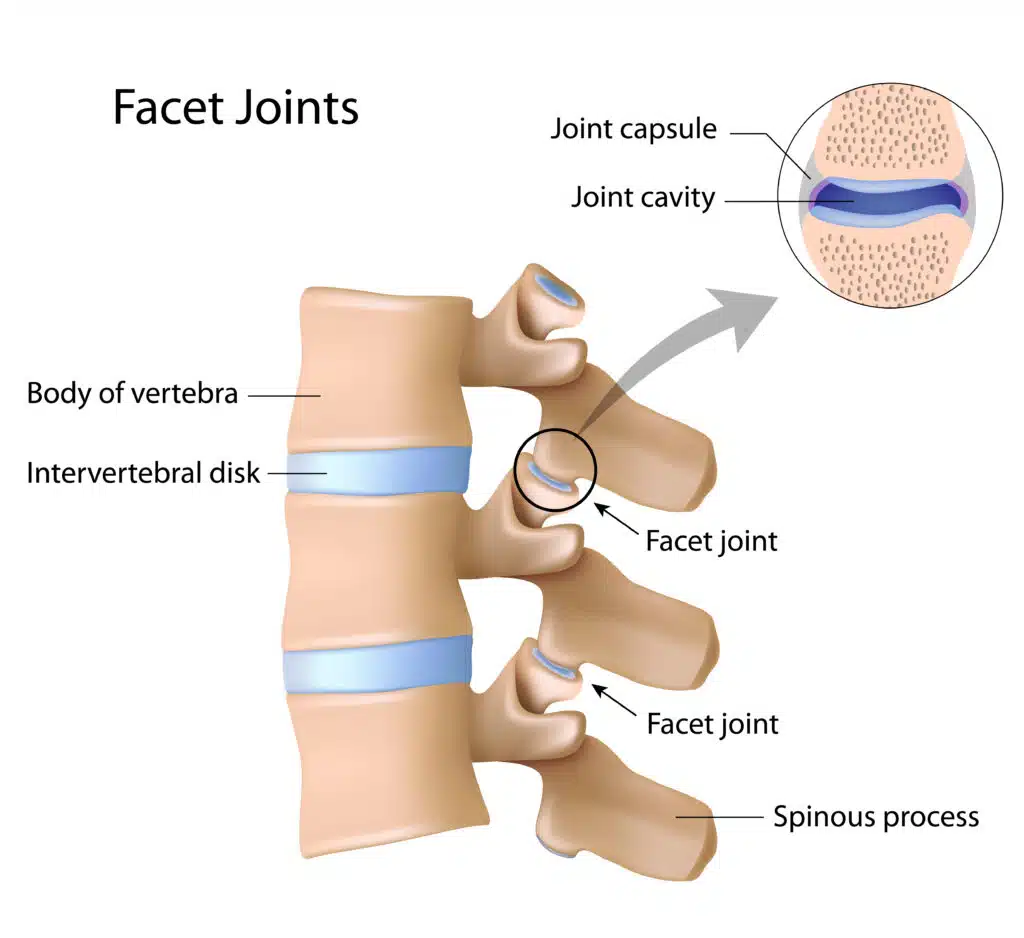 Facet joint anatomy