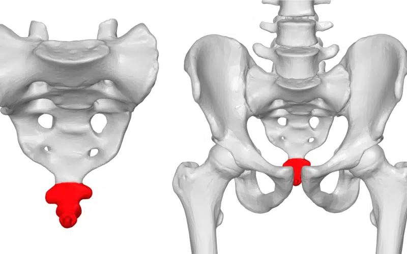 Coccyx