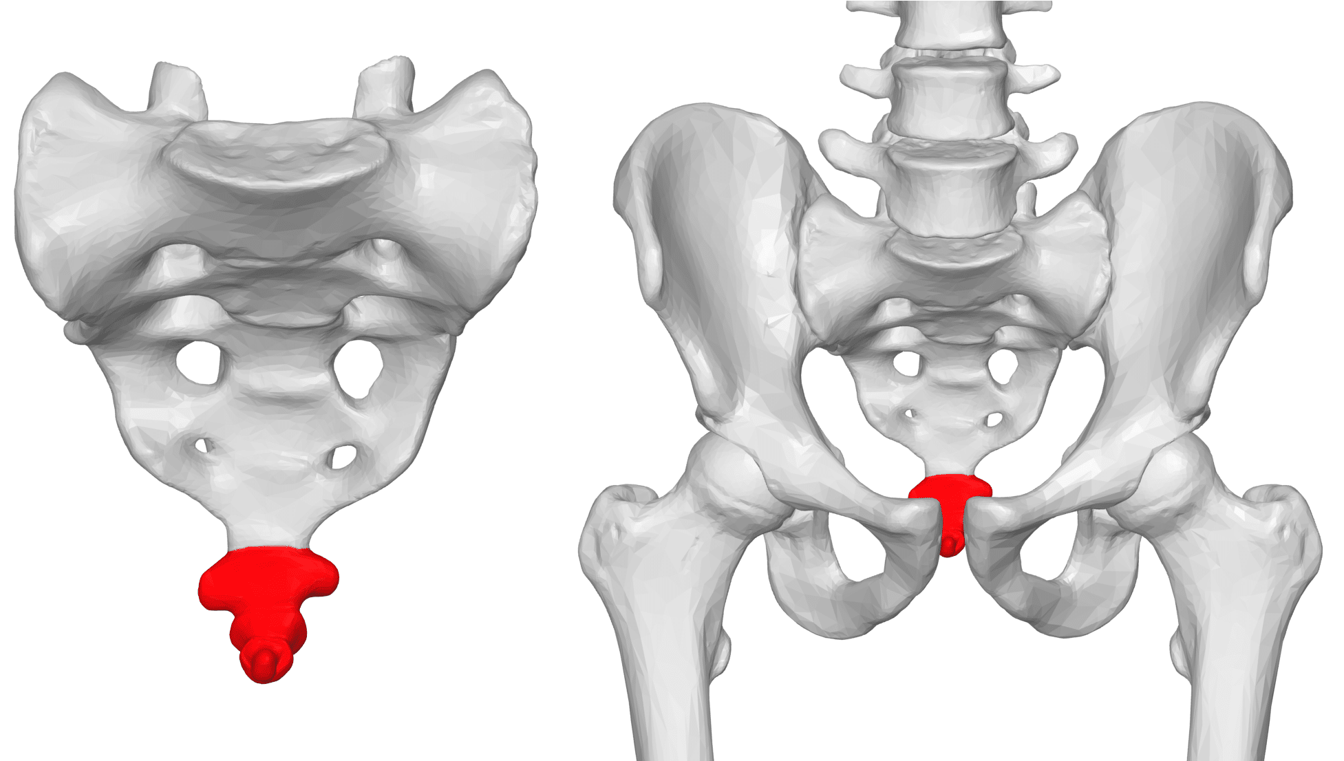 Coccyx