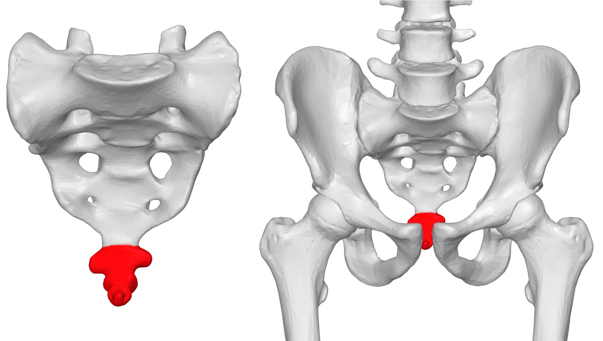 Coccyx