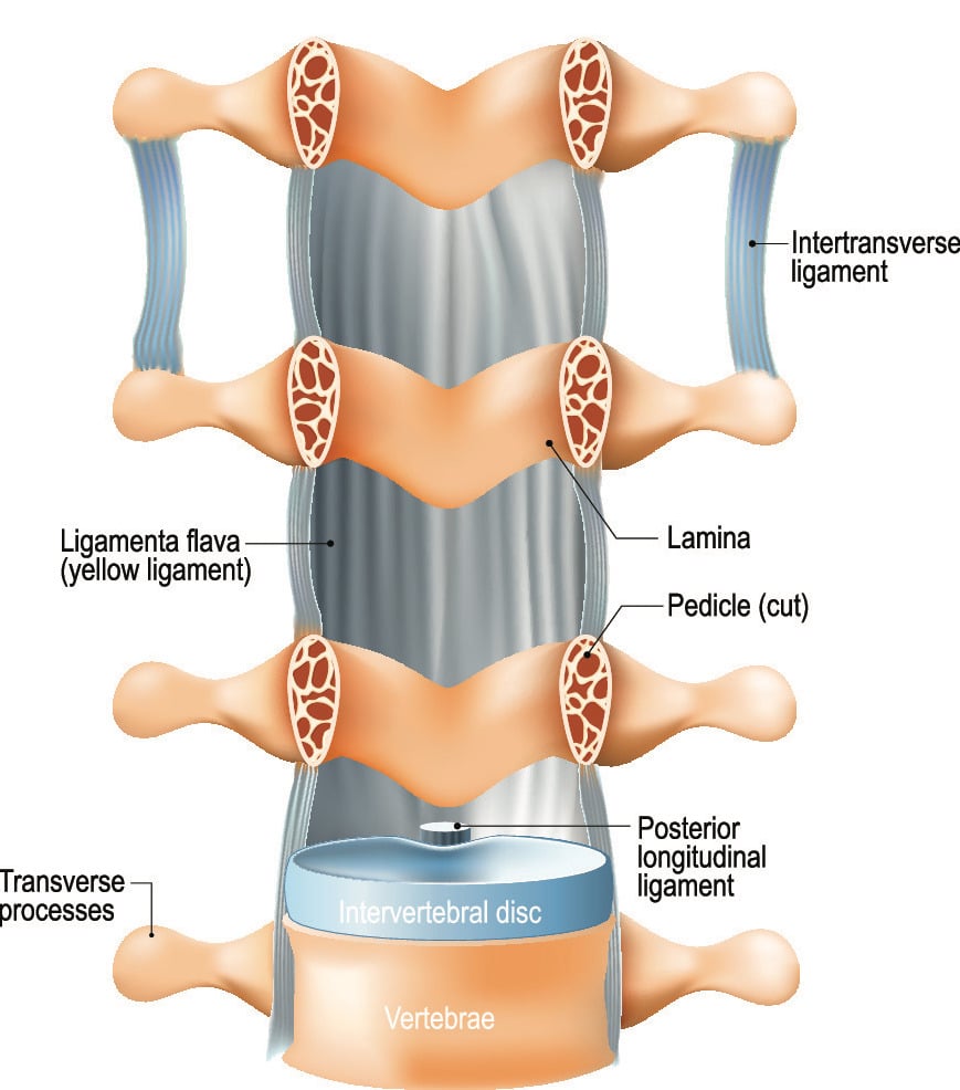 Ligaments of the Spine