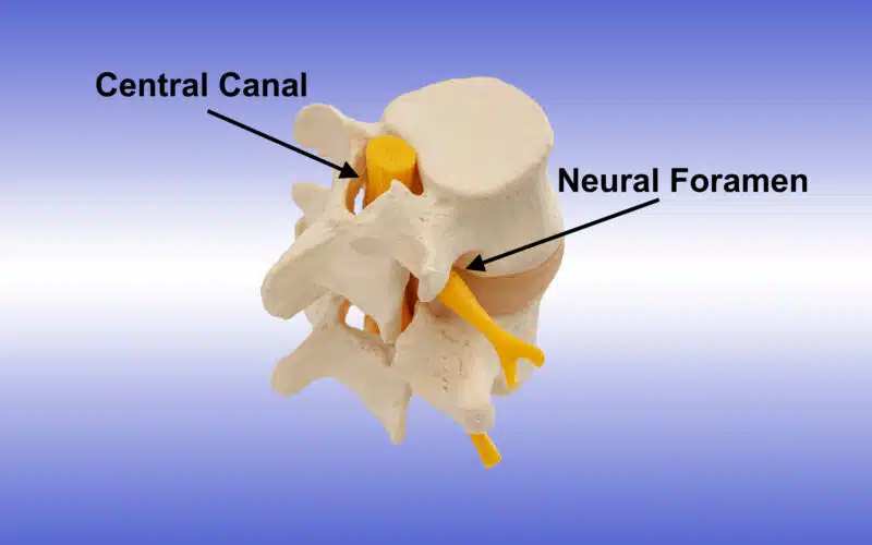 Spinal canals